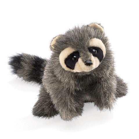 Baby Racoon